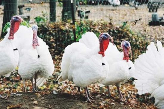 About Beltsville Small White Turkeys: Perfect For Small Scale Meat Production