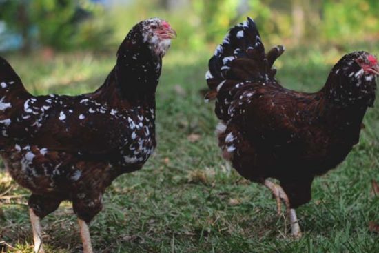 About Russian Orloff Chickens: The Cold Hardy, Endangered Bird