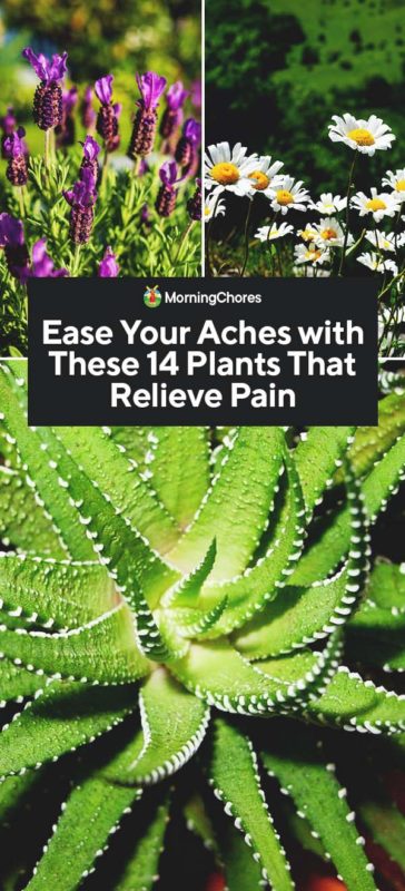 Ease Your Aches with These 14 Plants That Relieve Pain