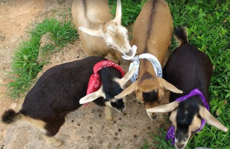 goat management of new kids are difficult as they are so adorable as can be seen in this picture
