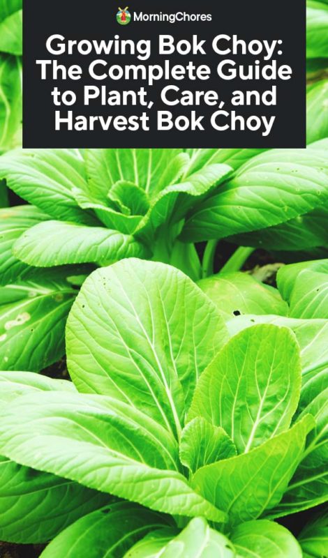 Growing Bok Choy The Complete Guide to Plant Care and Harvest Bok Choy PIN