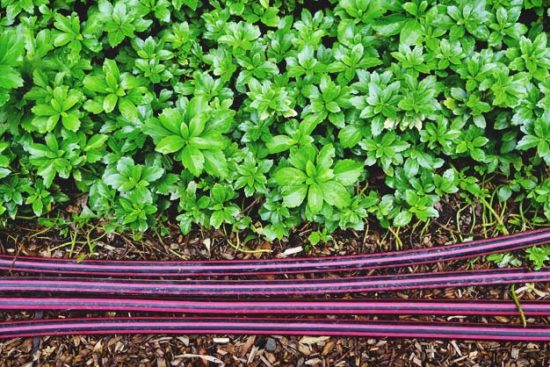 How to Install and Use a Soaker Hose in Your Garden