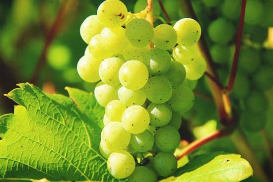 Learn How to Prune Grape Vines for a Fruitful Harvest