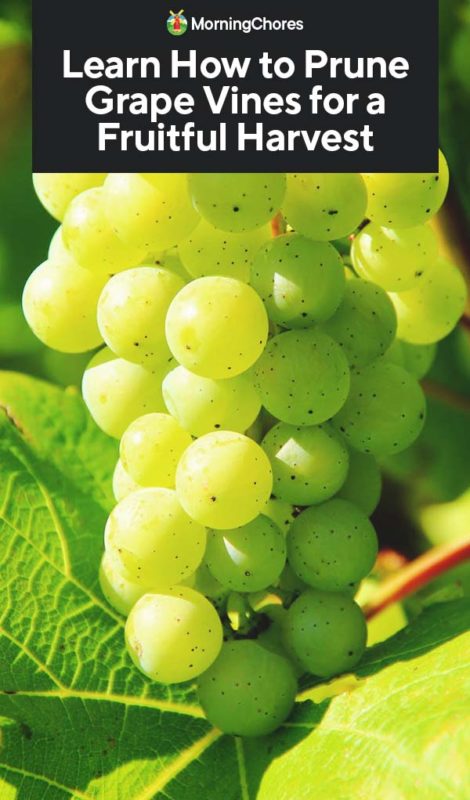 This image has an empty alt attribute; its file name is Learn-How-to-Prune-Grape-Vines-for-a-Fruitful-Harvest-PIN-470x800.jpg