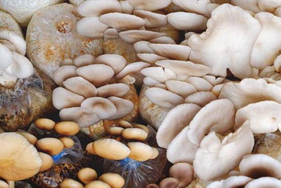 A Getting Started Guide to Mushroom Farming for Beginners