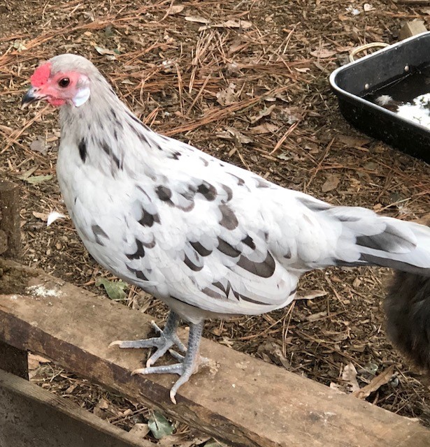 A Rosecomb Bantam Chicken hen
