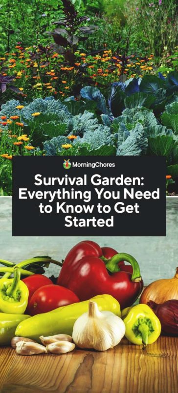 Survival Garden Everything You Need to Know to Get Started PIN