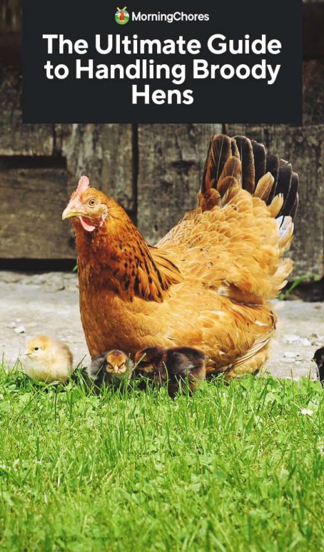 The Ultimate Guide to Handling Broody Hens PIN