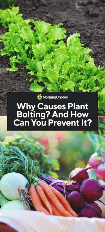 Why Causes Plant Bolting And How Can You Prevent It PIN