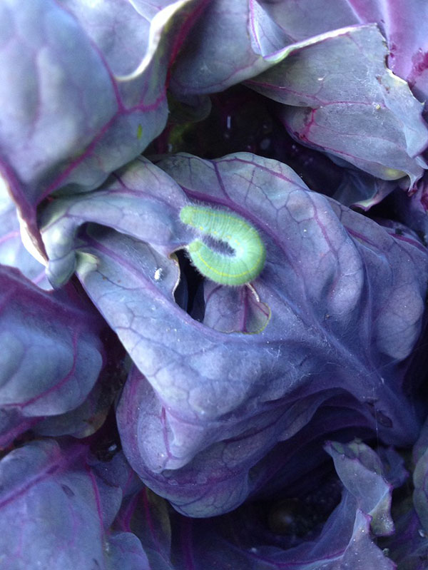 cabbage worm