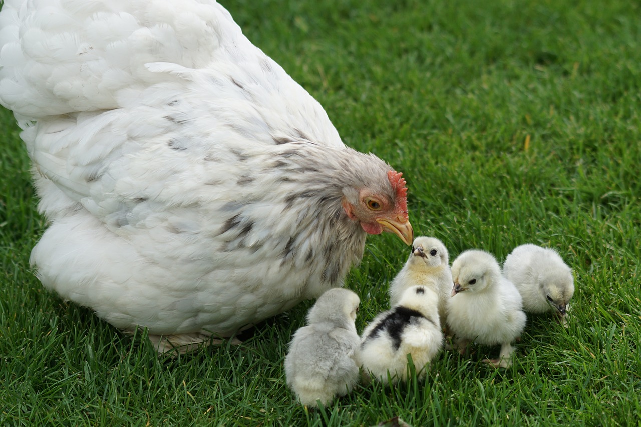 diatomaceous earth for chickens could or could not benefit chicks
