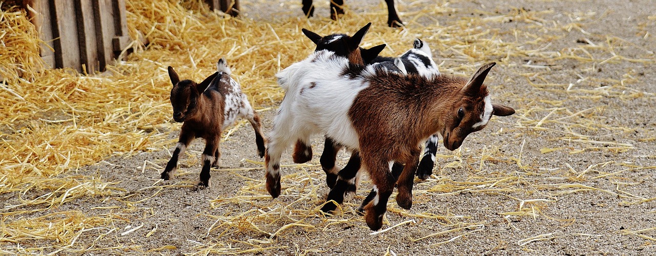 Goats playing