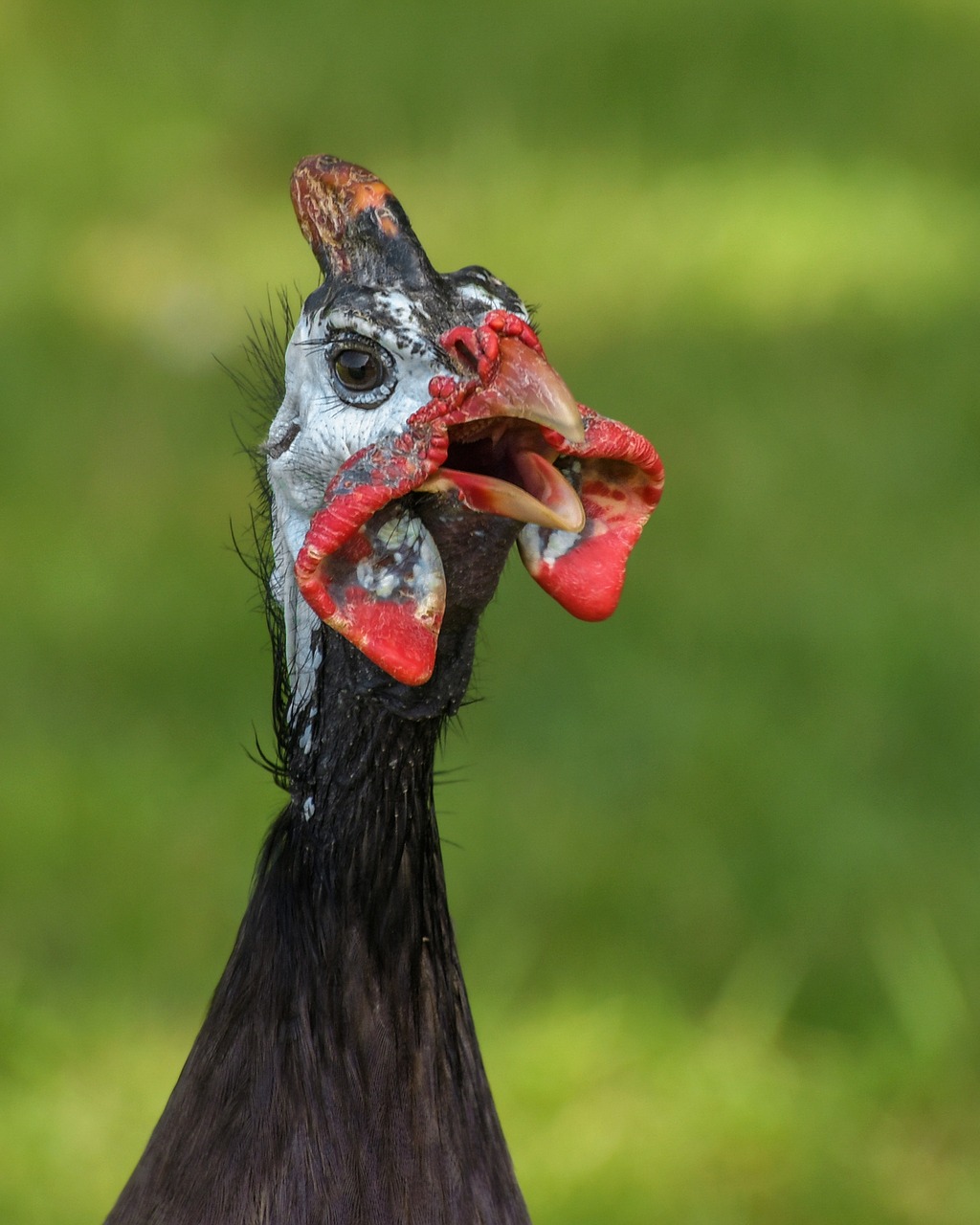 guinea fowl is great for general pest control