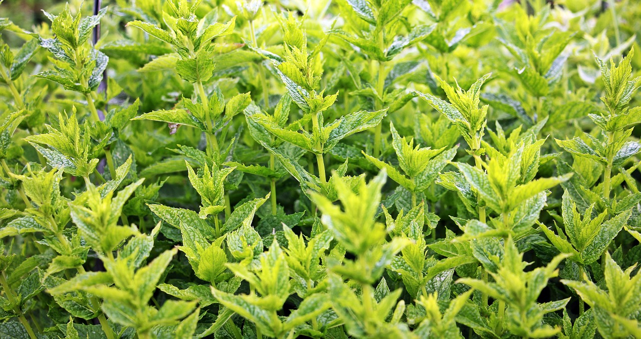mint can be used for root cellar pest control