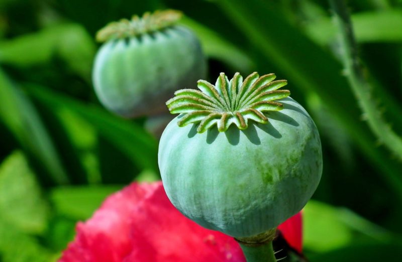 Growing Poppies For Decorative Seed Pods Spice And Beauty