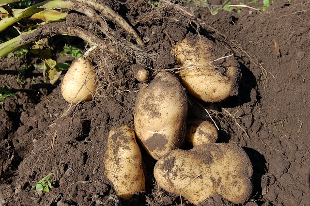 potatoes 1637280 640