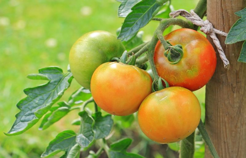 tomatoes 1539503 1920 1