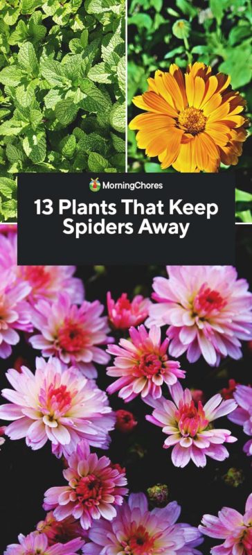 Zimmerpflanzen, die Spinnen fernhalten