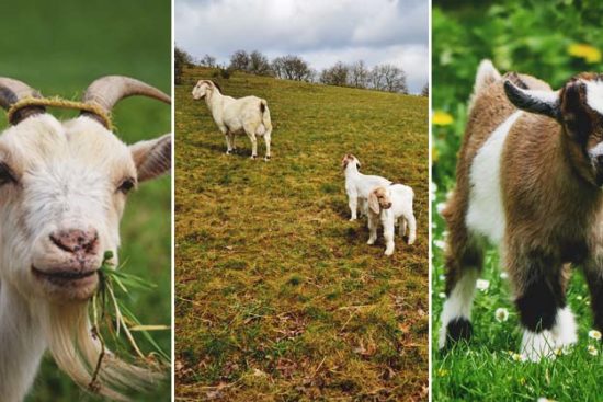 14 Benefits of Keeping Goats Around Your Homestead