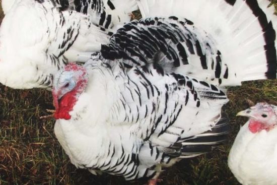 About Royal Palm Turkeys: Not All Turkeys Are Just for Meat