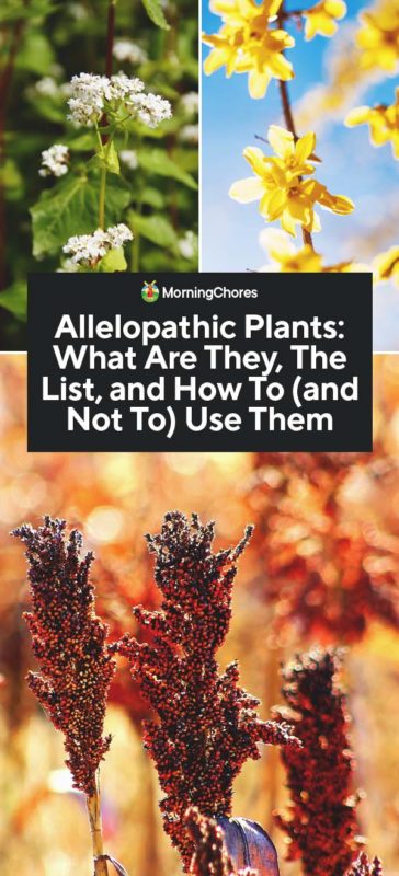 Allelopathic Plants What Are They The List and How To and Not To Use Them PIN