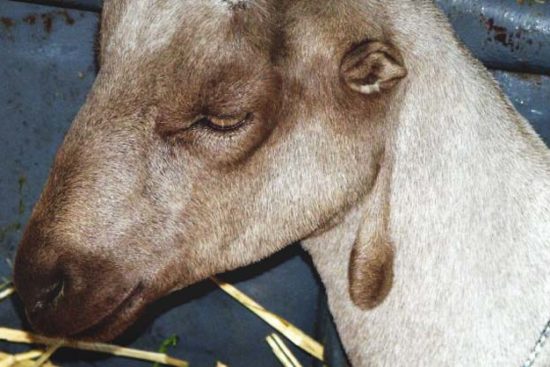 American Lamancha Goats: Breed Info, Characteristics, Breeding, and Care