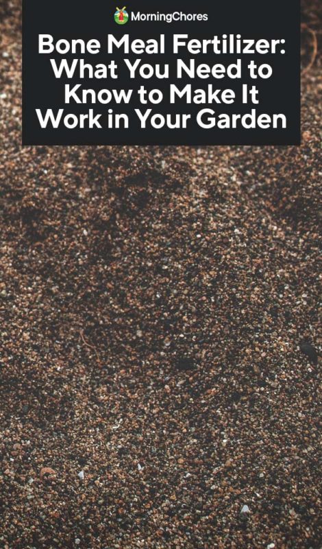 Bone Meal Fertilizer What You Need to Know to Make It Work in Your Garden PIN
