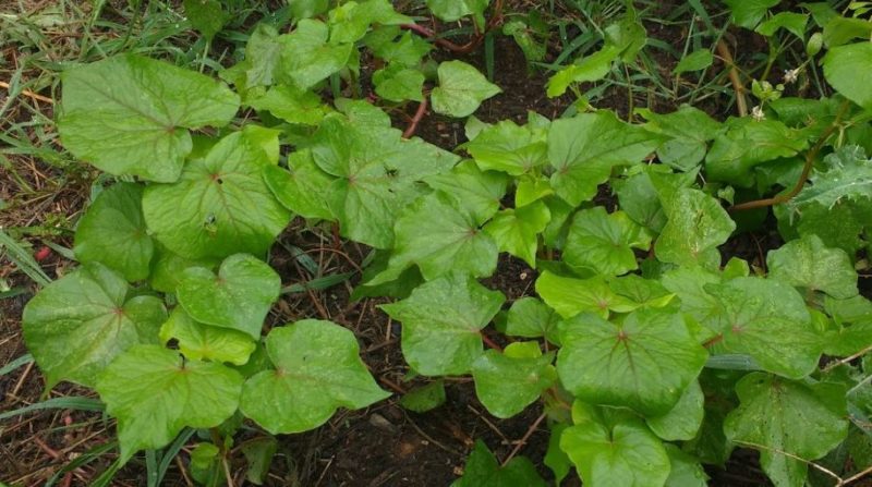 Buckwheat makes good hot weather cover crops