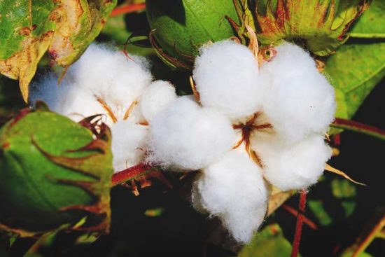 Growing Cotton: A Complete Guide on How to Plant, Grow, & Harvest Cotton