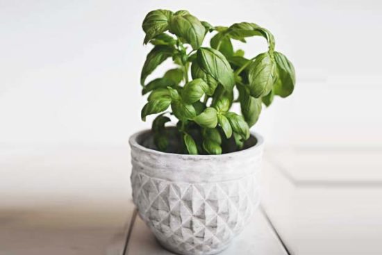 Growing Herbs in Pots: A Getting Started Guide