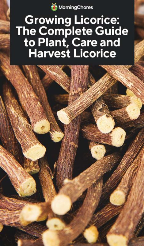 Growing Licorice The Complete Guide to Plant Care and Harvest Licorice PIN
