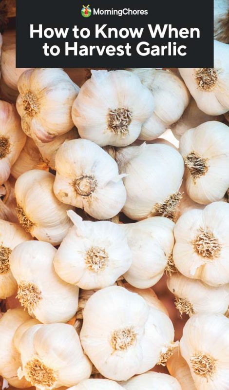 How to Know When to Harvest Garlic PIN