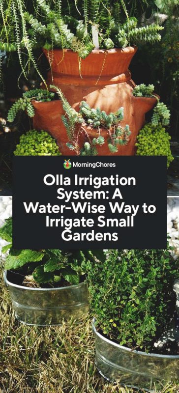 This image has an empty alt attribute; its file name is Olla-Irrigation-System-A-Water-Wise-Way-to-Irrigate-Small-Gardens-PIN-364x800.jpg