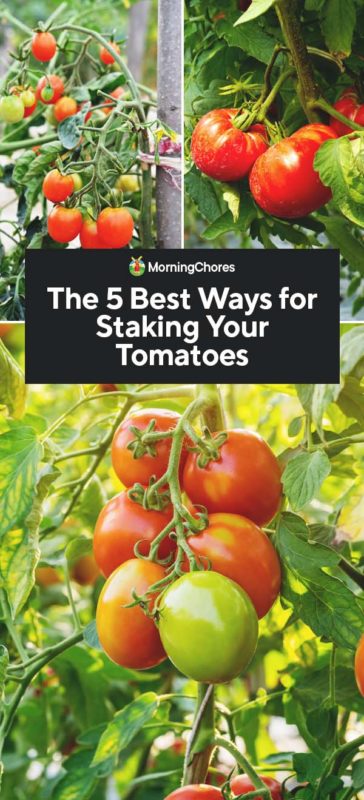 The 5 Best Ways for Staking Your Tomatoes PIN