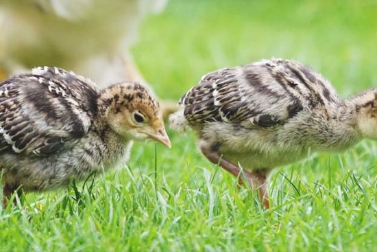 The Benefits and Concerns of Raising Turkey Poults with Chickens