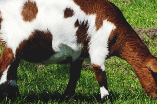 The Complete Guide to Choosing Dairy Goat Stock