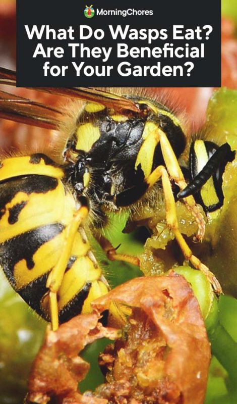 This image has an empty alt attribute; its file name is What-Do-Wasps-Eat-Are-They-Beneficial-for-Your-Garden-PIN-470x800.jpg