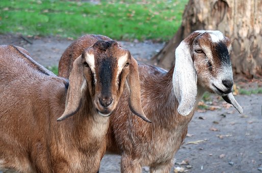 The beautiful ears of Nubian Goats