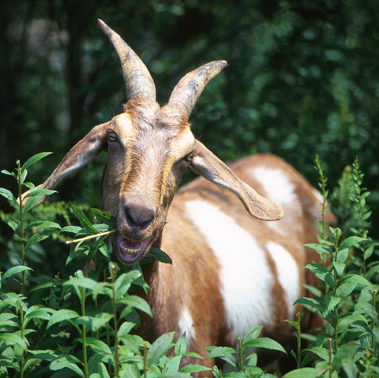 goat eating 1564243129 14 Benefits of Keeping Goats Around Your Homestead