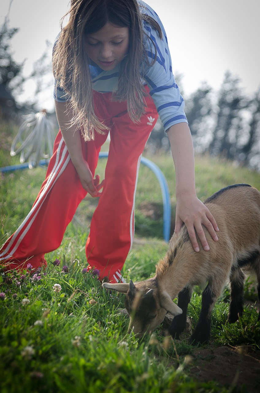 petting zoo 1564243205 14 Benefits of Keeping Goats Around Your Homestead
