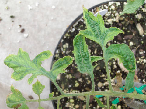 tobacco mosaic virus on tomato plant