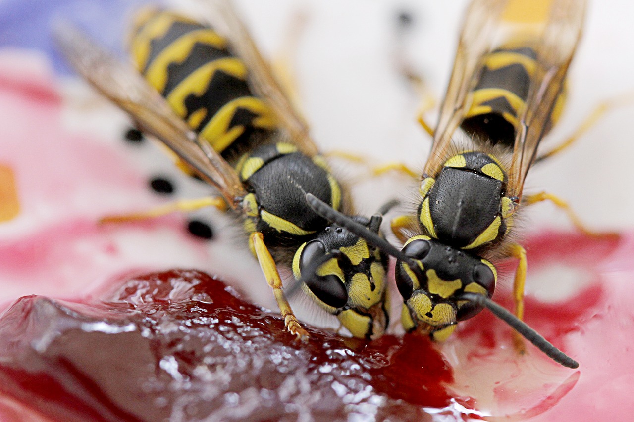 what do wasps eat? fruit