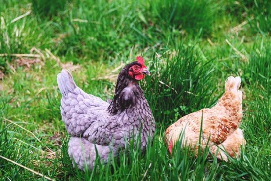 7 Ways to Keep Chickens Out of Your Garden
