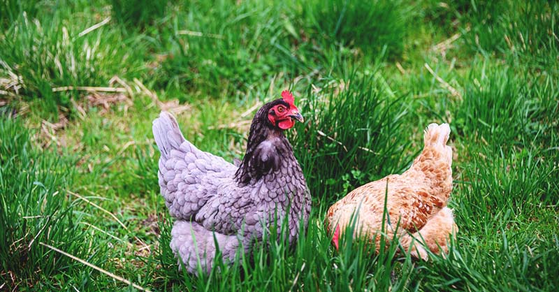 7 Ways To Keep Chickens Out Of Your Garden
