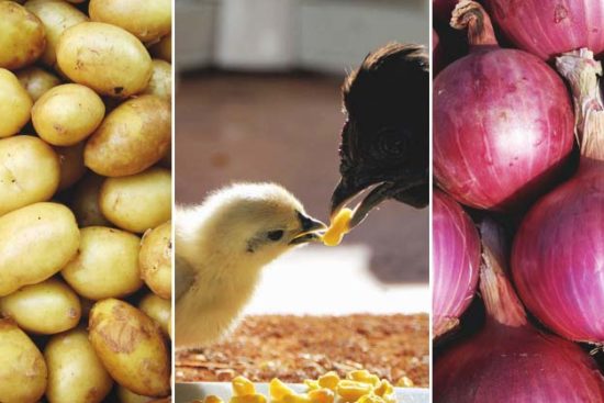 What NOT to Feed Chickens: 9 Food Your Chickens Shouldn’t Eat