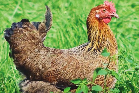 Penedesenca Chicken: Spanish, Dark Brown Egg Layers