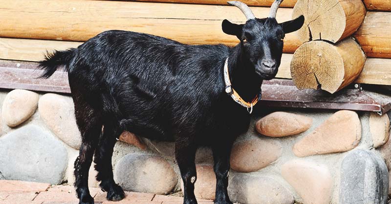 Black Bengal Goat: Breed Info, Characteristics, Breeding, and Care