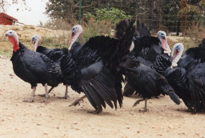 Black Turkeys