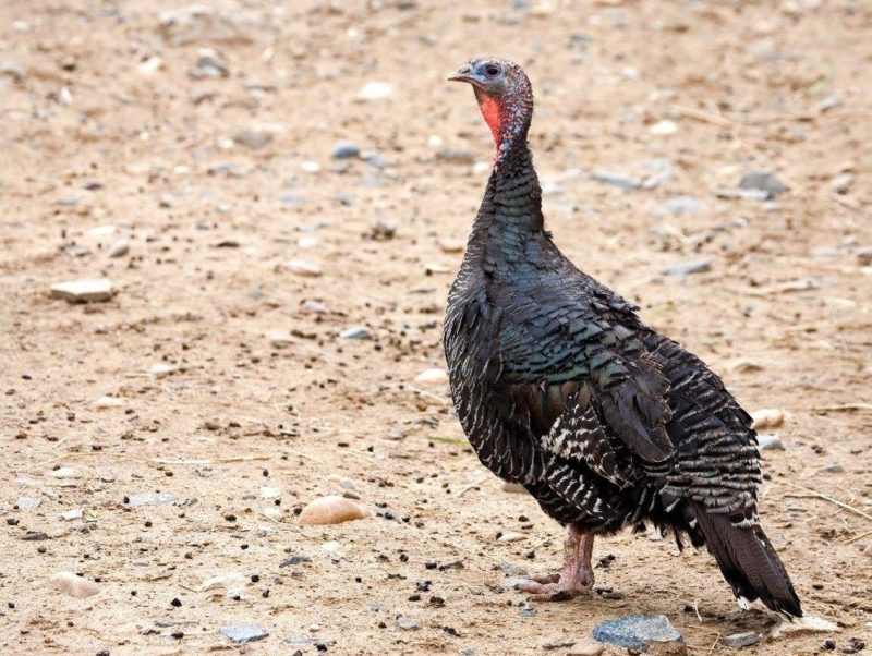 Mysterium lige ud Ydmyg Bronze Turkey: The Domesticated Wild Turkey