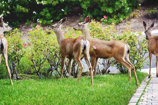 Deer-Proofing Your Gardens: Surefire Ways to Keep the Deer Out